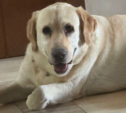 Leonardo, geb. ca.07/2019, lebt auf einer Pflegestelle in 53879 Euskirchen