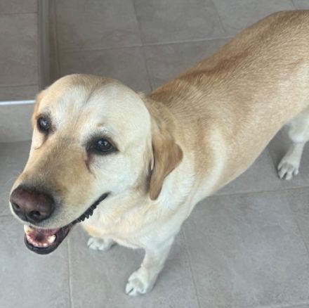 Leonardo, geb. ca.07/2019, lebt auf einer Pflegestelle in 53879 Euskirchen