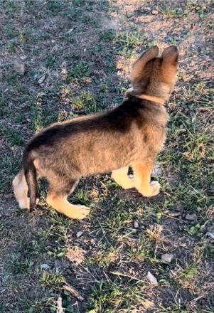 Deutsche Schäferhund Welpen