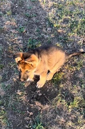 Deutsche Schäferhund Welpen