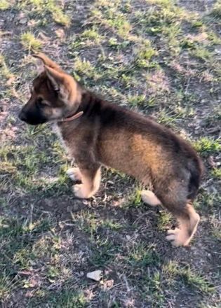 Deutsche Schäferhund Welpen