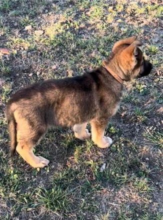 Deutsche Schäferhund Welpen