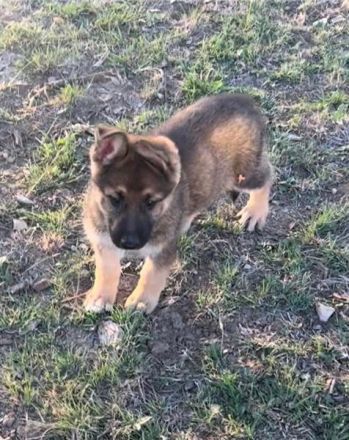 Deutsche Schäferhund Welpen