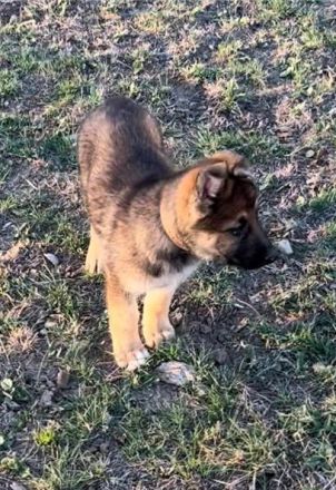 Deutsche Schäferhund Welpen