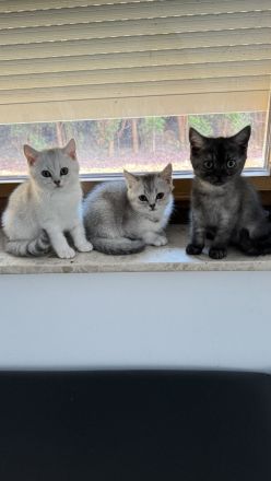Reinrassige BKH Kitten suchen neues zu Hause