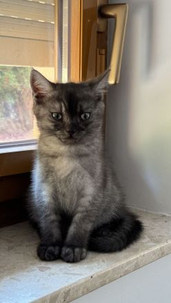 Reinrassige BKH Kitten suchen neues zu Hause