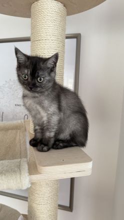 Reinrassige BKH Kitten suchen neues zu Hause
