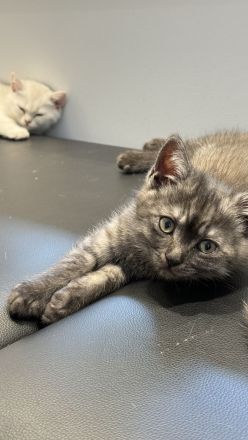 Reinrassige BKH Kitten suchen neues zu Hause