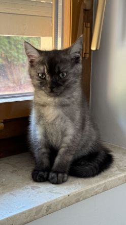 Reinrassige BKH Kitten suchen neues zu Hause