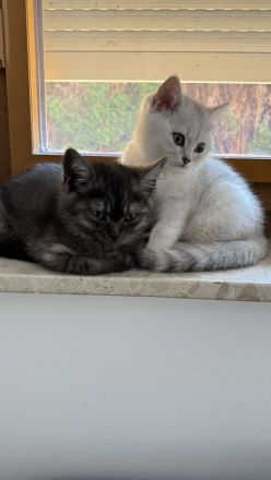 Reinrassige BKH Kitten suchen neues zu Hause
