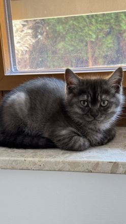 Reinrassige BKH Kitten suchen neues zu Hause