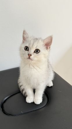 Reinrassige BKH Kitten suchen neues zu Hause