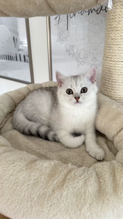 Reinrassige BKH Kitten suchen neues zu Hause