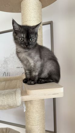 Reinrassige BKH Kitten suchen neues zu Hause
