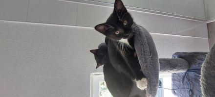 Baby Katzen abzugeben