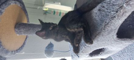 Baby Katzen abzugeben