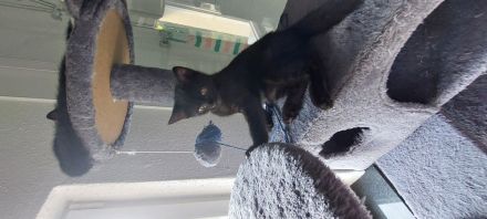 Baby Katzen abzugeben