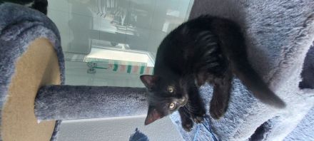 Baby Katzen abzugeben