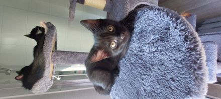 Baby Katzen abzugeben