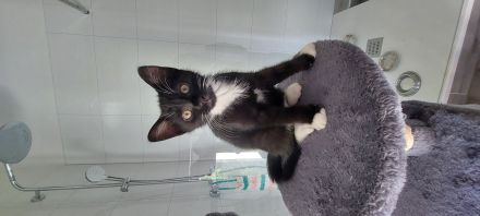 Baby Katzen abzugeben