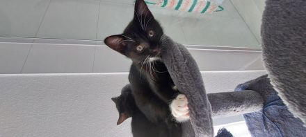 Baby Katzen abzugeben