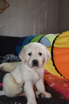Golden Retriever Welpen