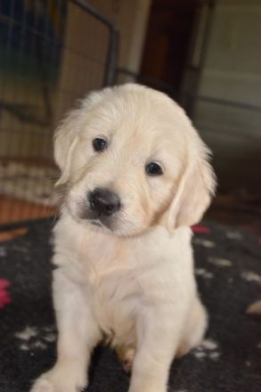 Golden Retriever Welpen