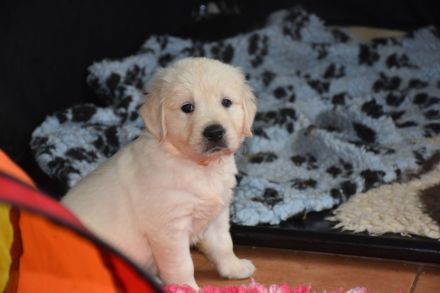 Golden Retriever Welpen