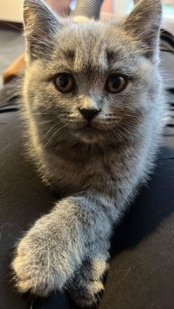 BKH Katze Blue abgabebereit