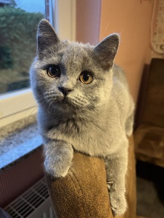 BKH Katze Blue abgabebereit