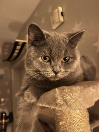 BKH Katze Blue abgabebereit