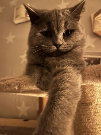 BKH Katze Blue abgabebereit