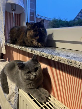 BKH Katze Blue abgabebereit