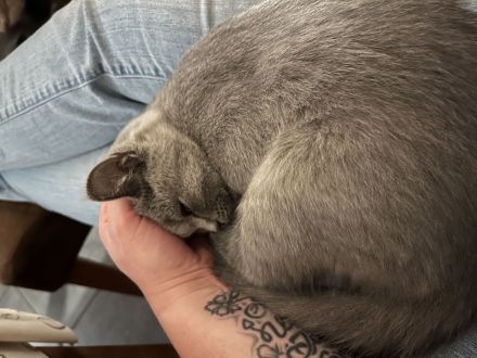 BKH Katze Blue abgabebereit