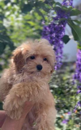 Sehr schöne MALTIPOO-Welpen.