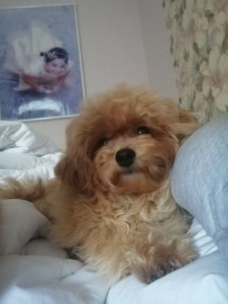 Sehr schöne MALTIPOO-Welpen.