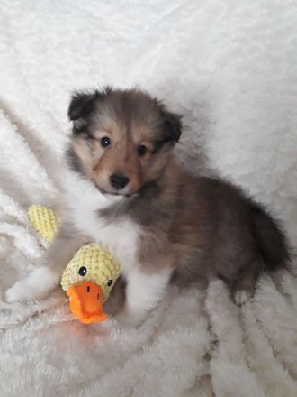 Sheltiewelpen mit ( VDH ) Papiere