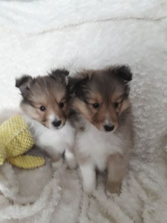 Sheltiewelpen mit ( VDH ) Papiere