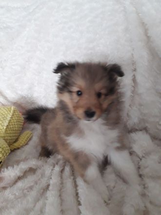 Sheltiewelpen mit ( VDH ) Papiere