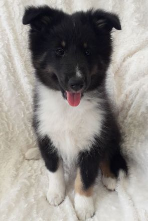 Sheltiewelpe ( VDH )