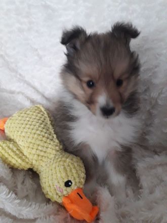 Sheltiewelpen mit ( VDH ) Papiere