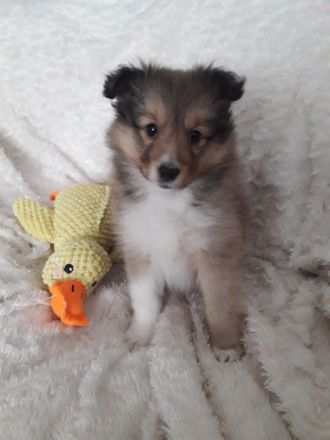 Sheltiewelpen mit ( VDH ) Papiere