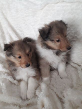 Sheltiewelpen mit ( VDH ) Papiere