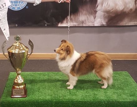 Sheltie, Shetland sheepdog -Welpen mit FCI (VDH)-Ahnentafel und englischer Blutführung