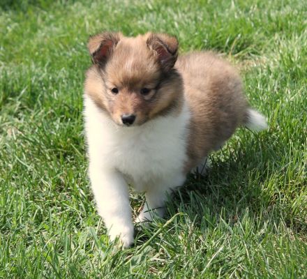 Sheltie, Shetland sheepdog -Welpen mit FCI (VDH)-Ahnentafel und englischer Blutführung