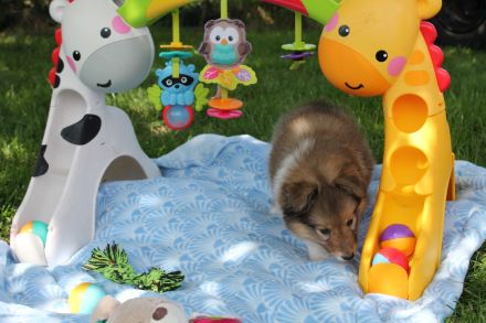 Sheltie, Shetland sheepdog -Welpen mit FCI (VDH)-Ahnentafel und englischer Blutführung