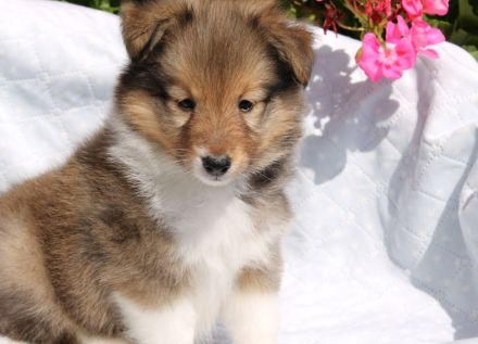 Sheltie, Shetland sheepdog -Welpen mit FCI (VDH)-Ahnentafel und englischer Blutführung