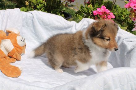 Sheltie, Shetland sheepdog -Welpen mit FCI (VDH)-Ahnentafel und englischer Blutführung
