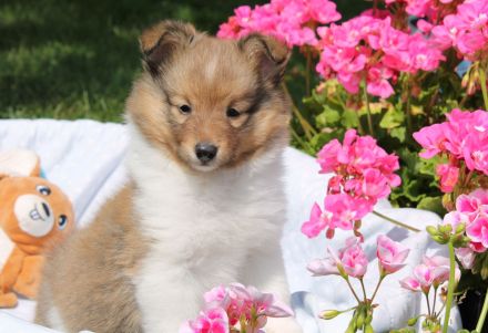 Sheltie, Shetland sheepdog -Welpen mit FCI (VDH)-Ahnentafel und englischer Blutführung