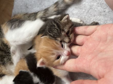 Babykatzen glückskatzen